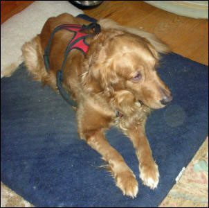 Golden retriever lying on a blue mat.