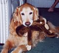 Golden retriever with a plush toy.
