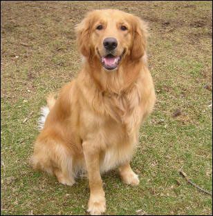 Smiling Golden Retriever sitting on grassy ground.