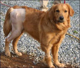 Golden retriever with shaved hind leg.