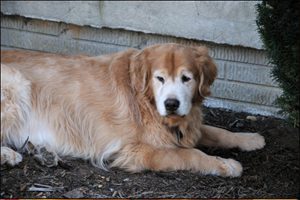 Goldheart Golden Retriever Rescue Adoptions And Fostering