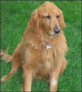 Golden retriever sitting on green grass.