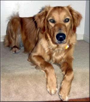 Golden retriever lying on carpeted stairs.