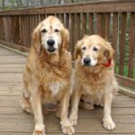 Apache (GH767) & Carson (GH768)