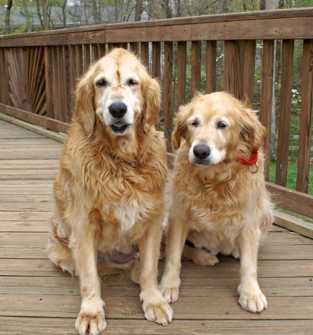 Two golden retrievers sitting on a wooden deck.