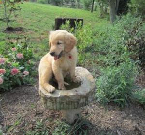 Puppy sitting in a garden birdbath.