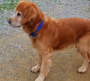 Golden retriever with a blue collar standing on a gravel surface.