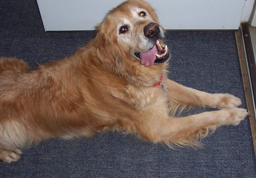 Golden retriever lying on a carpeted floor with its tongue out.