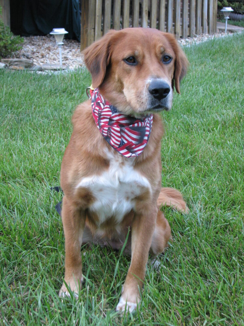 A brown dog with a red and white bandana sitting on grass.