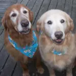Chase & Sam