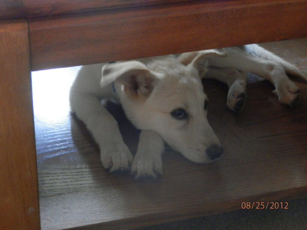 A light-colored dog lying under a wooden table.
