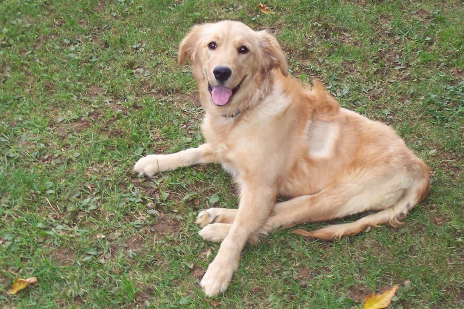 A golden retriever lying on the grass with its tongue out.