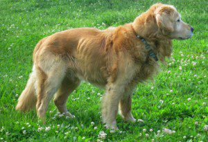 Golden retriever standing on a grassy field with wildflowers.