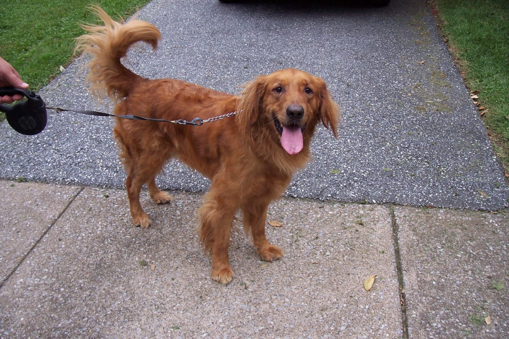 A golden retriever on a leash standing on a sidewalk with its tongue out.
