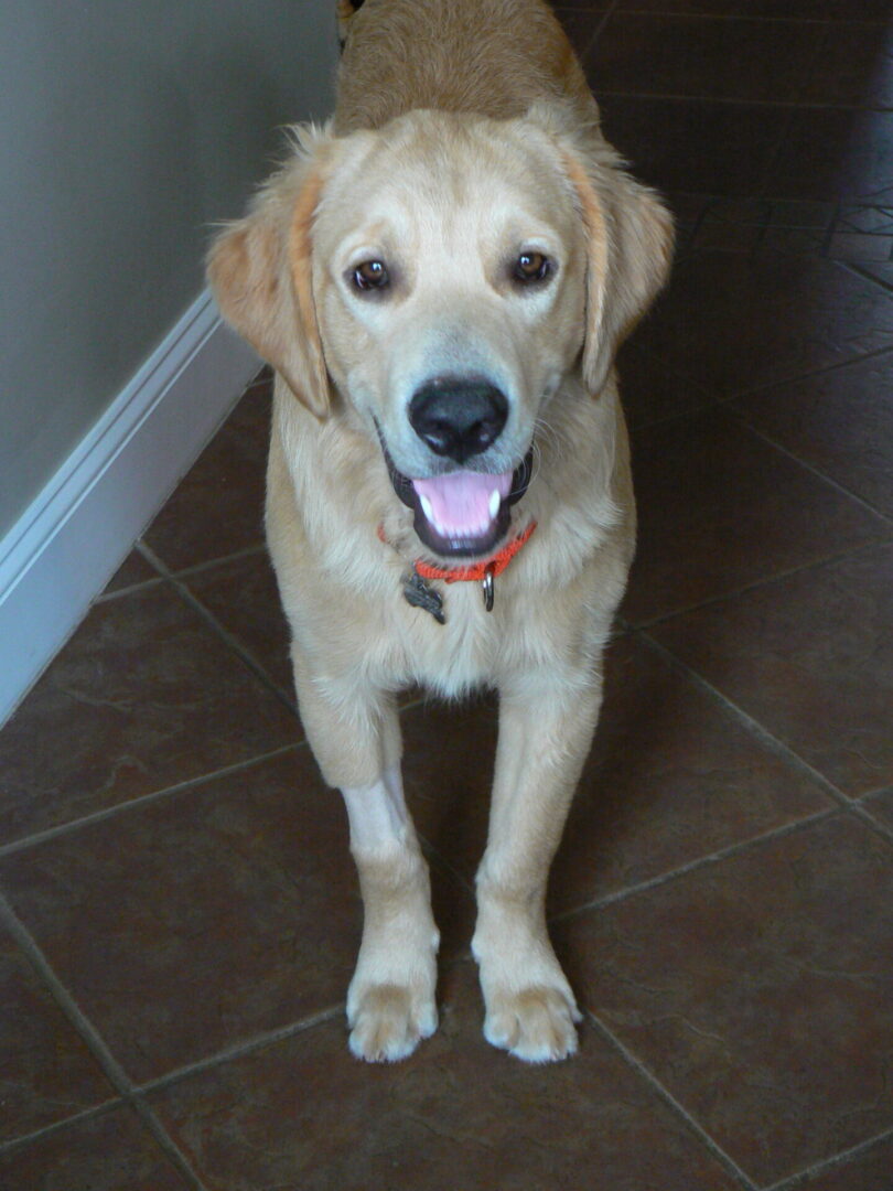 A happy golden labrador retriever sitting on a tiled floor with its tongue out.