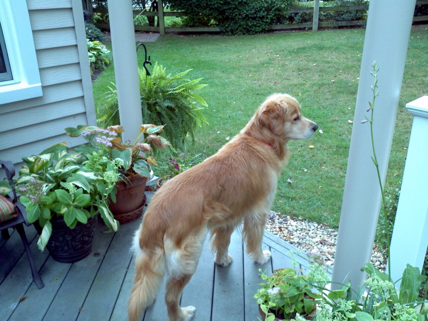 Golden retriever standing on a wooden porch looking out into the yard.