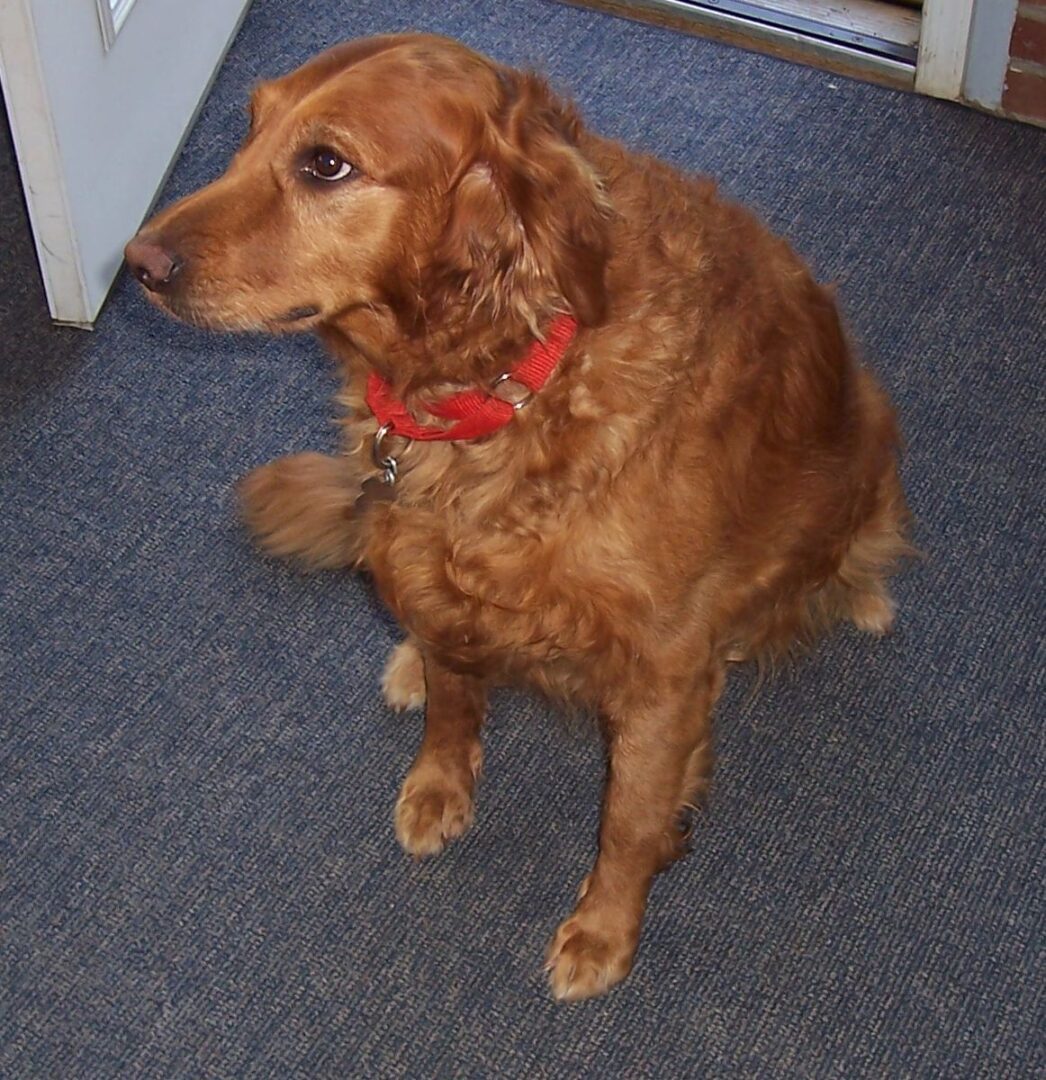 Reddish-brown dog with a red collar sitting on a tile floor inside a room.