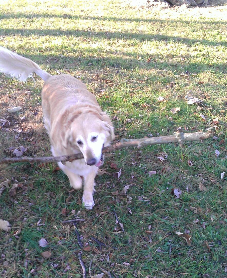 A golden retriever carrying a large stick in its mouth on a grassy field.