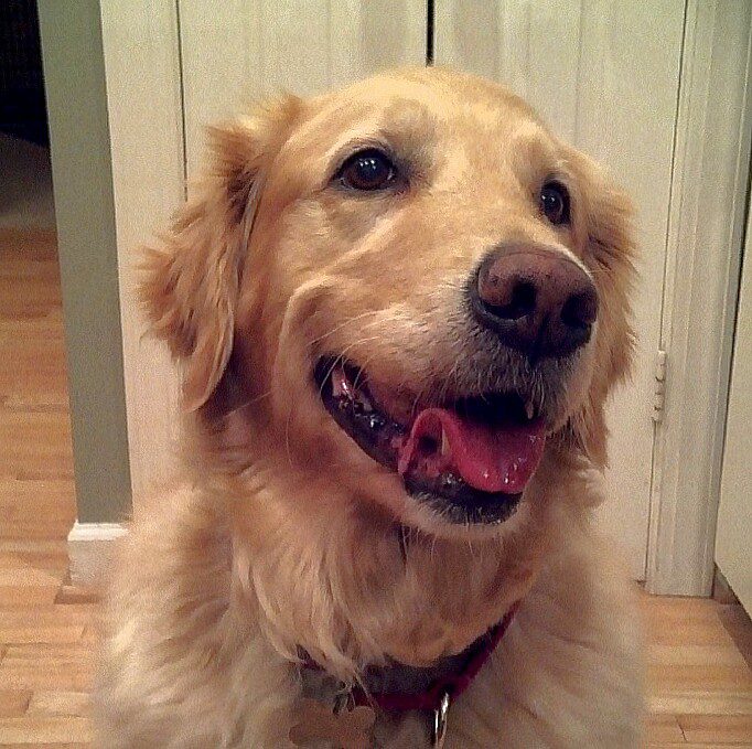 A golden retriever looking at the camera with its tongue out.