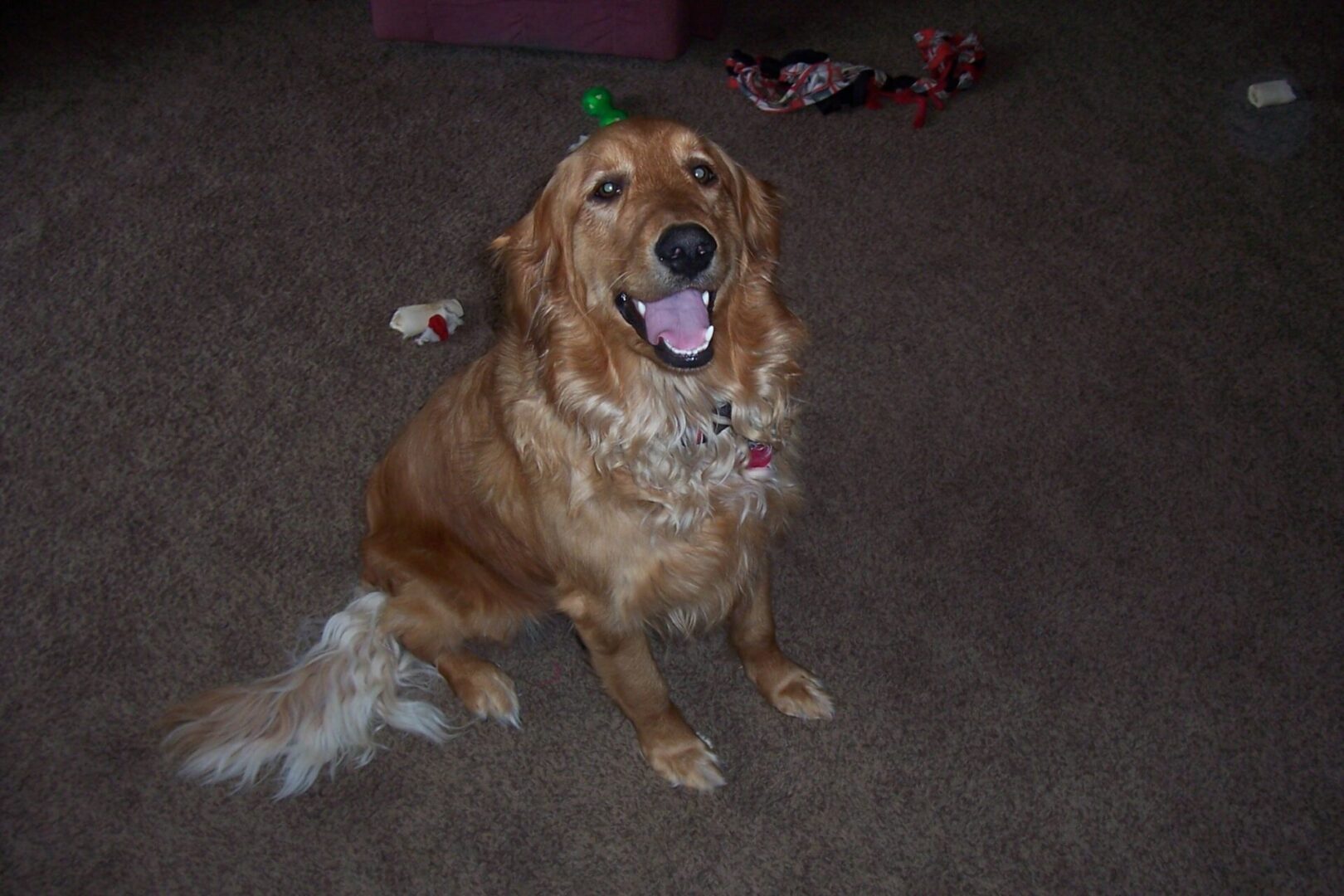 A golden retriever sitting on a carpet with toys scattered around.