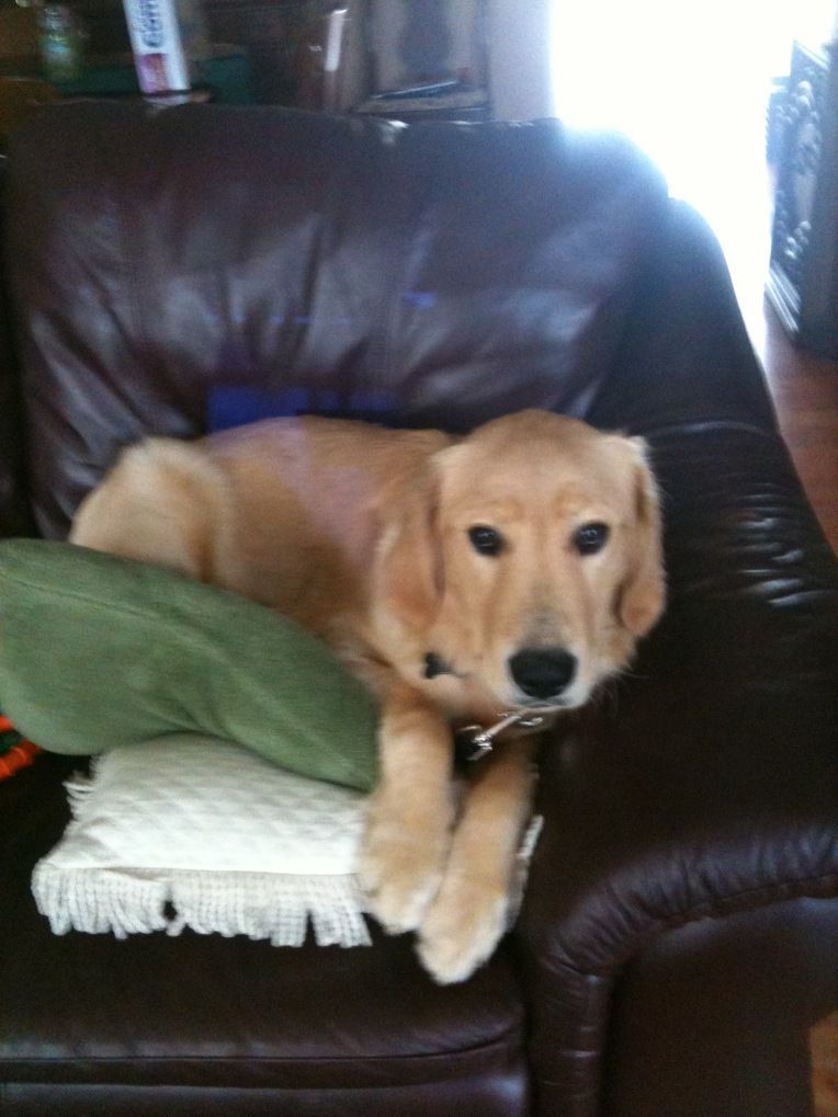 A golden retriever lounging on a brown leather armchair with a green pillow and a white blanket.
