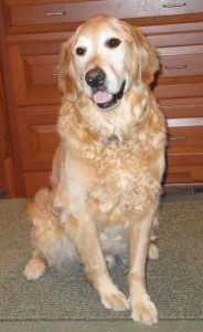 Golden retriever sitting on a carpeted floor indoors.