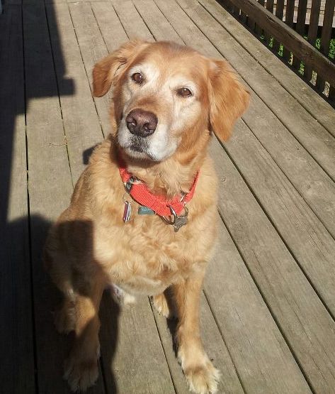 Golden retriever with a red collar standing on a wooden deck.