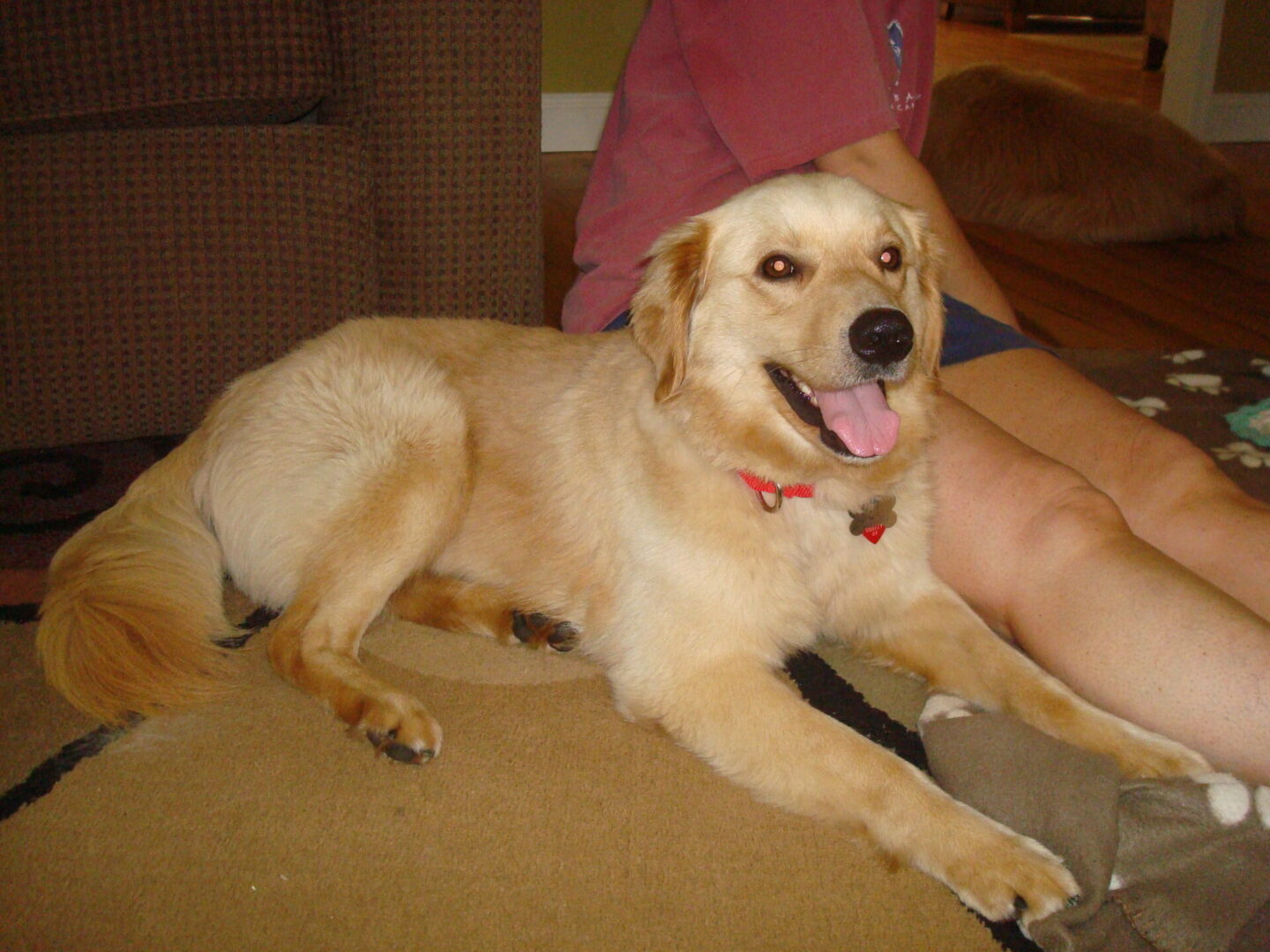 A golden dog with a red collar lying on a carpet near a person.