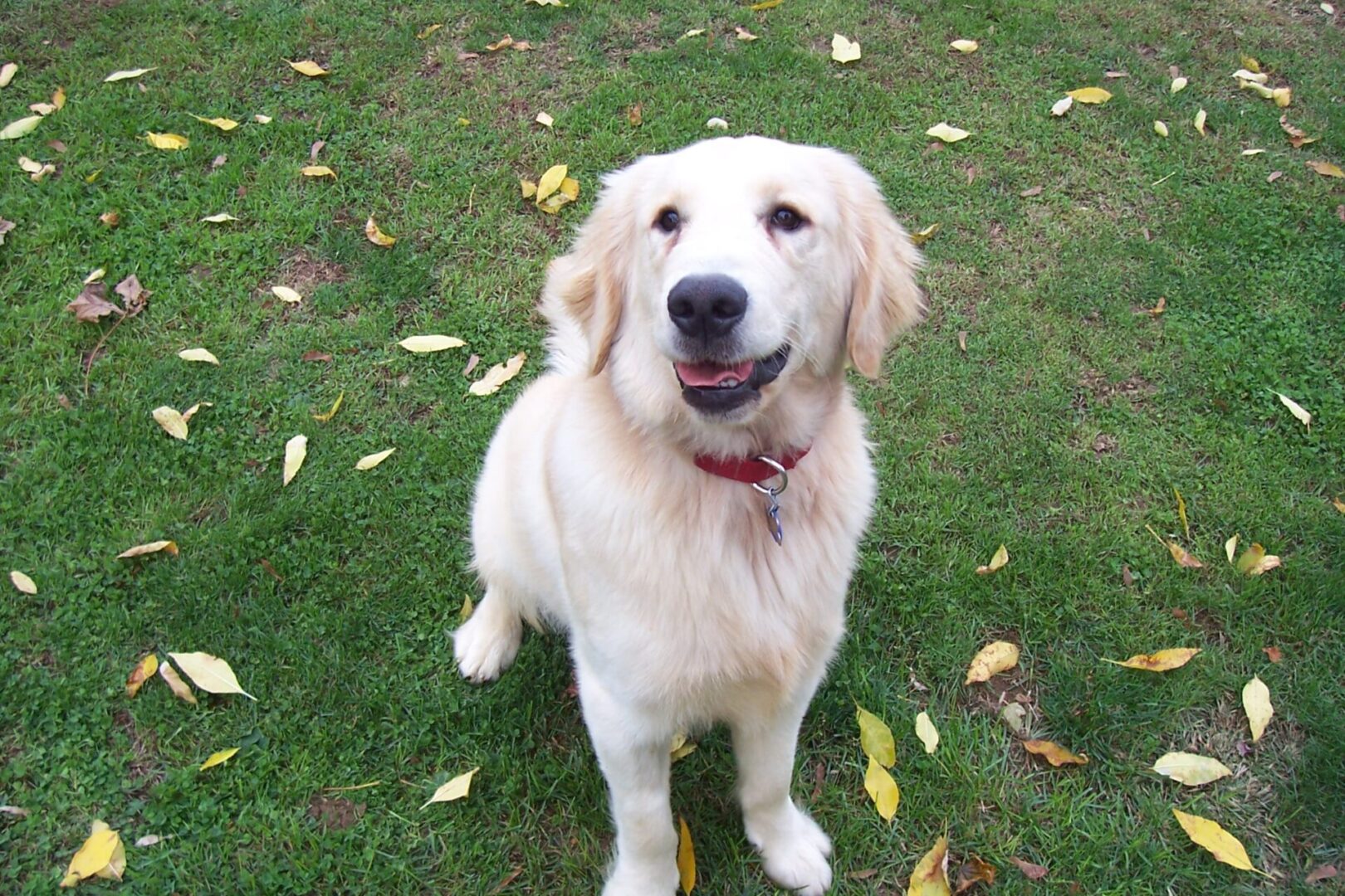 A happy golden retriever sitting on grass sprinkled with yellow leaves.