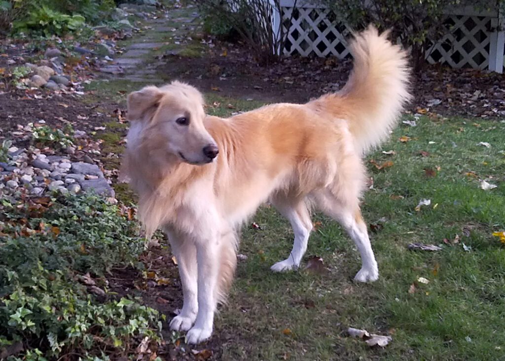 Golden retriever standing alert on grass near a fence.