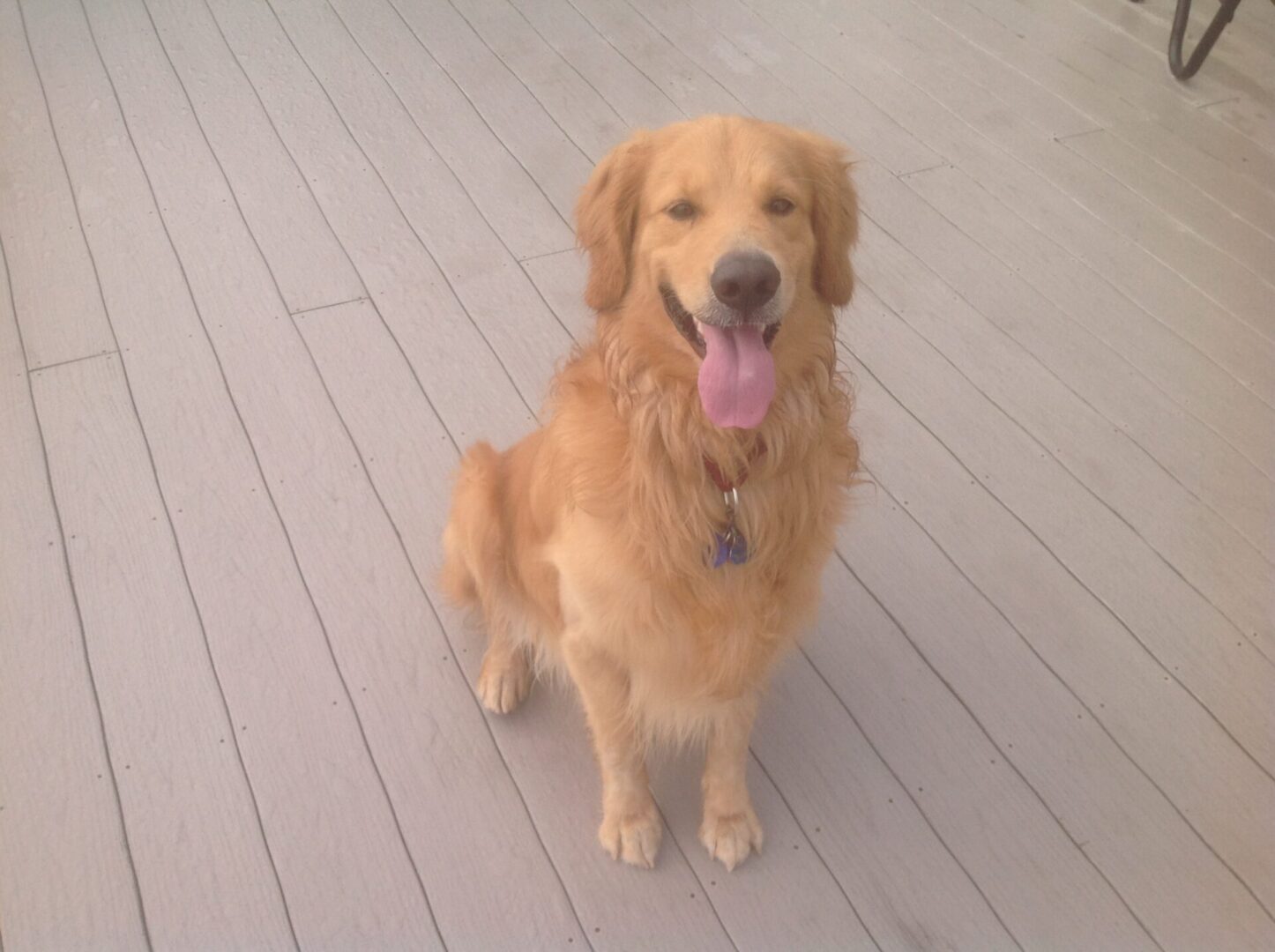 A golden retriever sitting on a wooden deck with its tongue out.