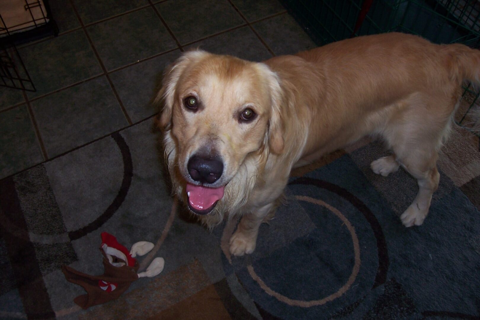 A golden retriever standing on a patterned rug with a toy.