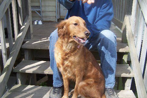 A golden retriever sitting on wooden stairs with a person's hands on its back.
