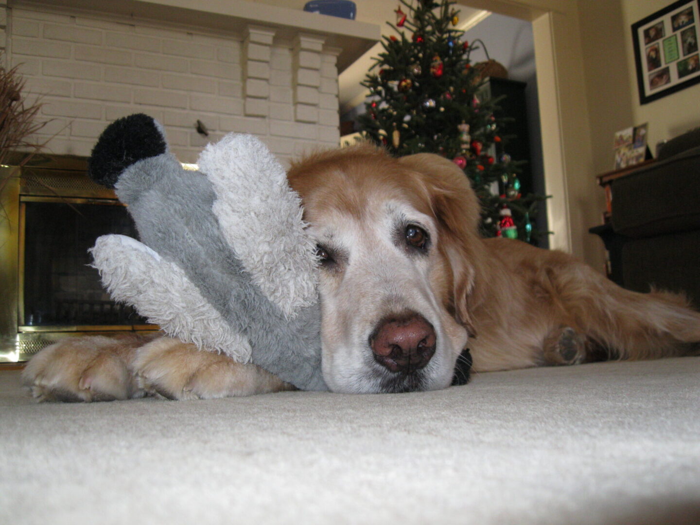 Golden retriever lying on the floor with a toy, indoors by a christmas tree.
