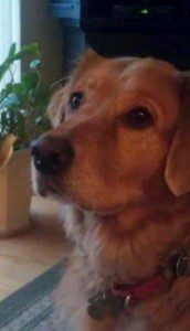 Golden retriever sitting indoors, looking to the side with a focused expression.