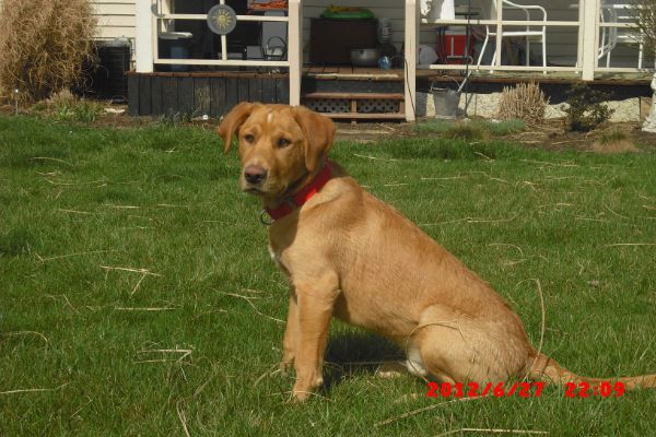 A tan dog with a red collar sitting on a green lawn with a house in the background.