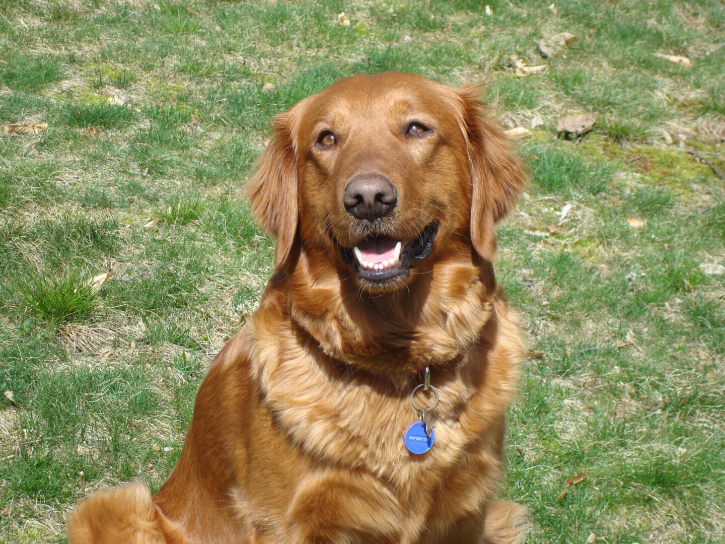 A smiling golden retriever sitting on grass.