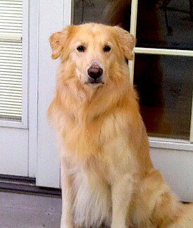 Golden retriever dog sitting by a door.