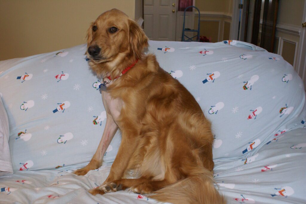 Golden retriever sitting on a bed with patterned sheets.