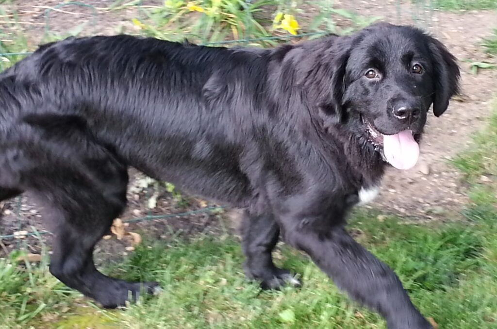 Black dog walking outside with tongue out.