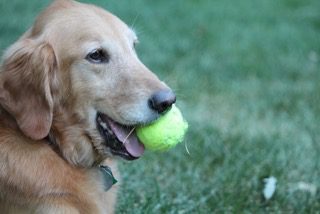 Golden retriever holding a tennis ball in its mouth on a grassy field.