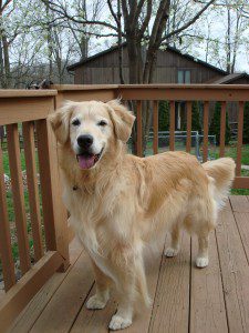 Golden retriever standing on a wooden deck with a house and trees in the background.