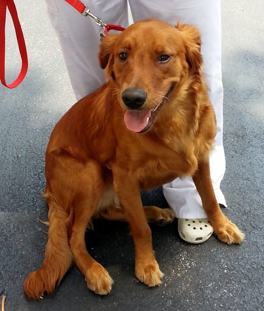 A happy golden dog with a red leash sitting on a pavement beside a person wearing white pants and white shoes with holes.