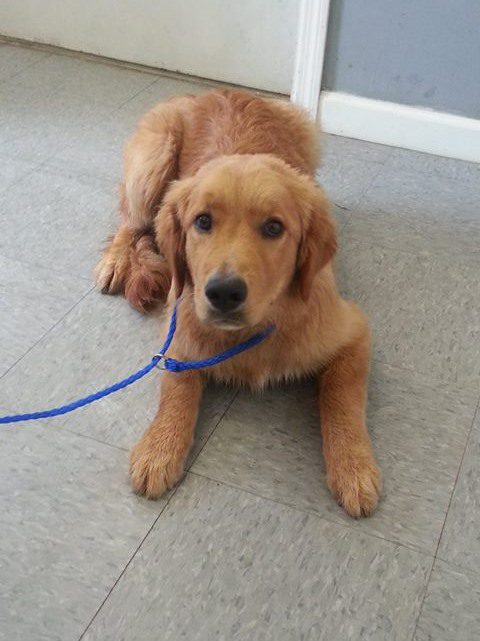 Golden retriever puppy sitting on a floor with a blue leash.