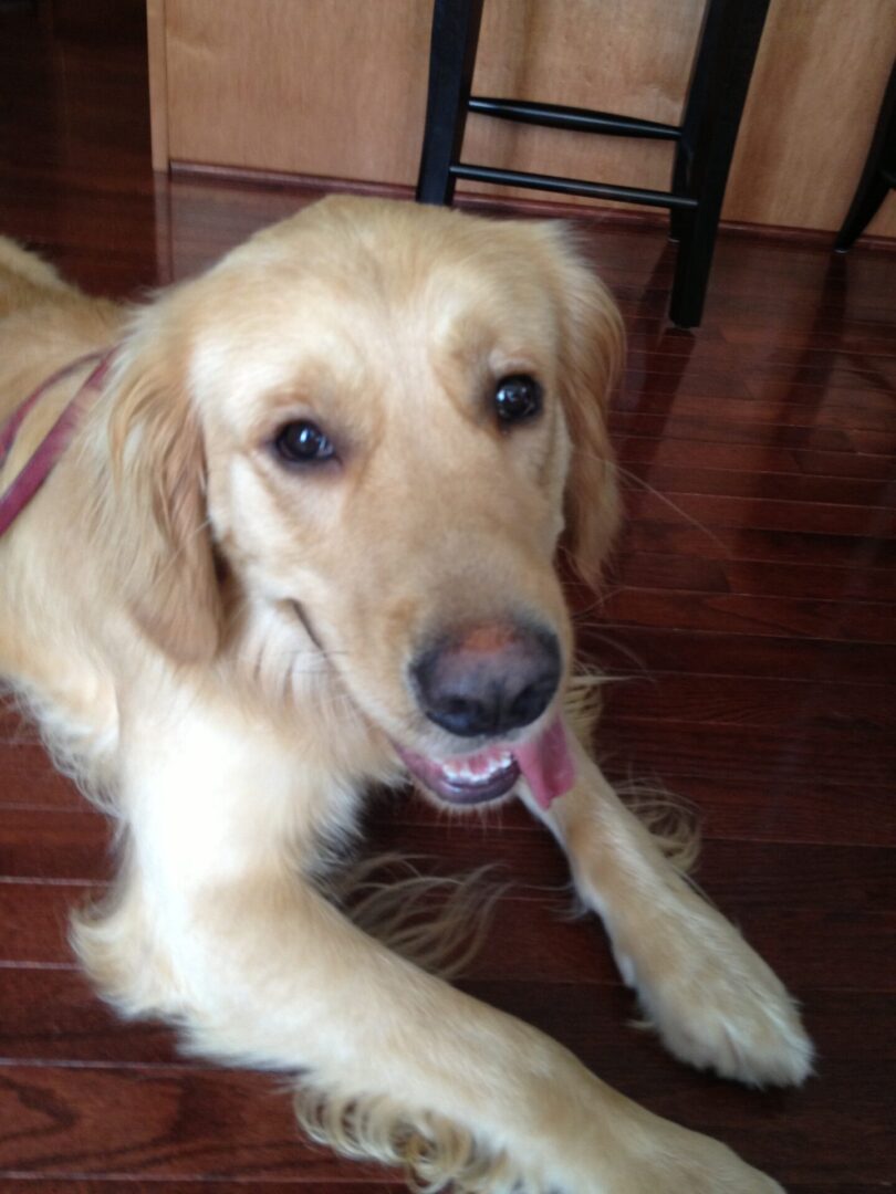 A golden retriever lying on a wooden floor with its tongue out.