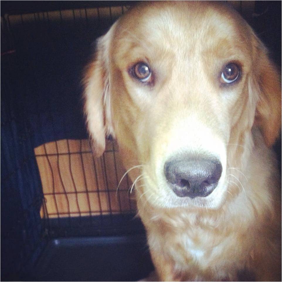 A golden retriever looking directly at the camera from inside a crate.