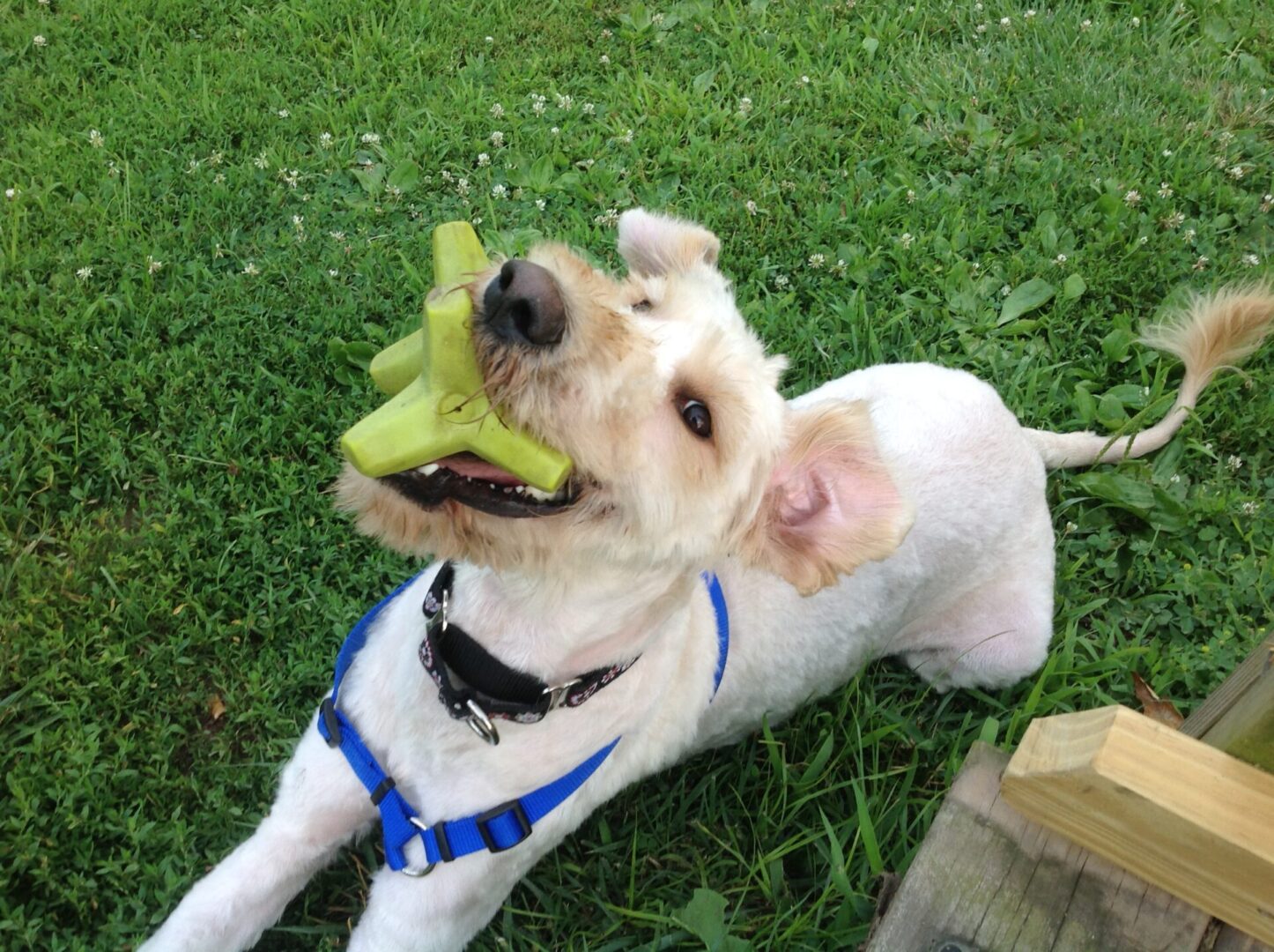 A light-colored dog wearing a blue harness holds a green toy in its mouth while sitting on grass.