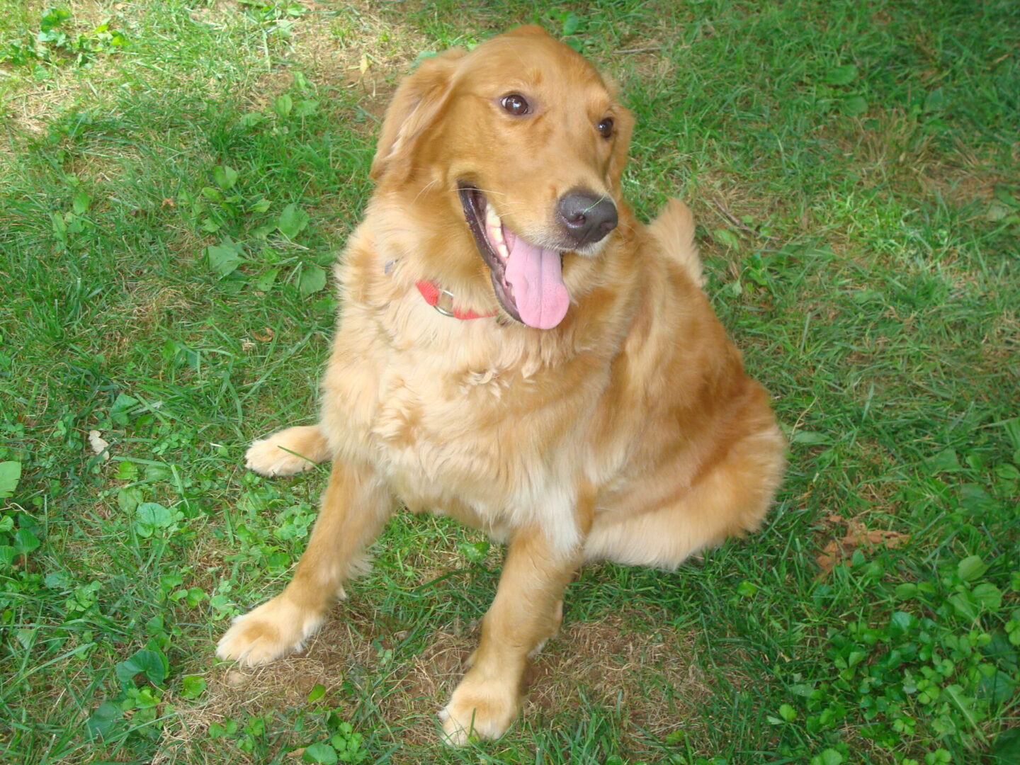 Golden retriever sitting on grass with its tongue out.