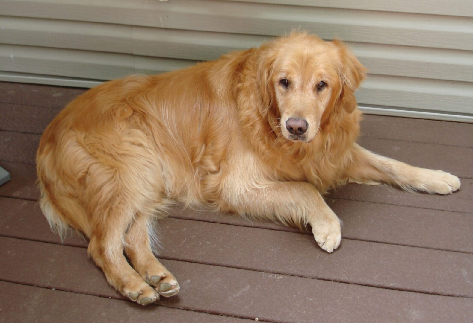 Golden retriever lying on a wooden deck.