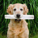 iStock_000008974123XSmall-e1355933078349-150x150